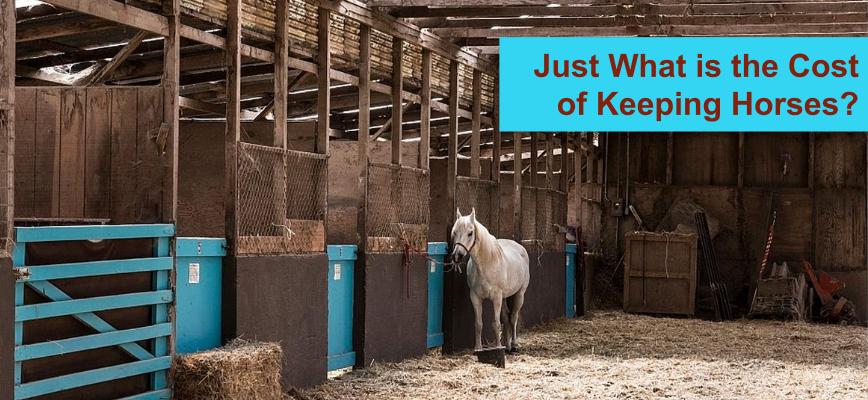 The Real Cost Of Keeping Horses Business Services Week Uk